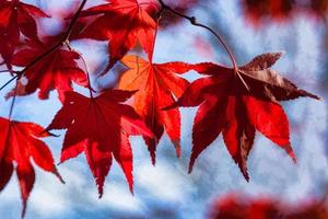 hojas de acer rojo brillante bajo el sol de otoño foto