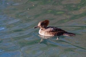 Hooded Merganser floating on a lake photo