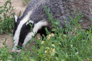 Badger at the British wildlife Centre photo