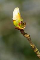 Sticky bud of the Horse Chestnut tree bursting into leaf photo