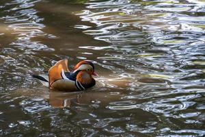 Mandarin duck on the lake at Tilgate Park in Sussex photo