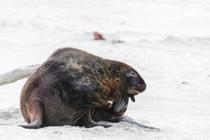 león marino de nueva zelanda que tiene un rasguño en la playa foto