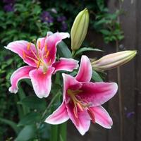 Pink Spotted Lily Flowering in Sussex photo