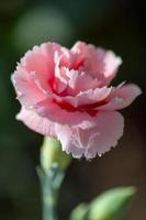clavel rosa floreciendo en un jardín inglés foto