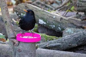 Male Blackbird standing on a pink jar lid filled with seed photo