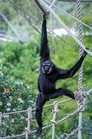 Agile Gibbon swinging from the ropes photo