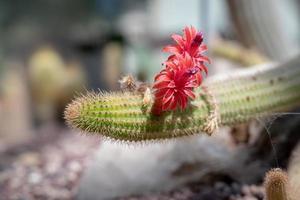 cleistocactus samaipatanus dr hunt con flores vibrantes foto