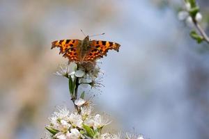 Comma butterfly feeding on some blossom photo