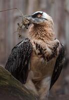 Bearded vulture with hay photo