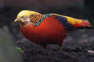 Portrait of Golden pheasant photo