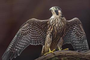 Portrait of Peregrine falcon photo