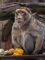 Barbary macaque eating vegetable