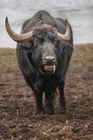 retrato de bisonte europeo foto