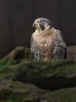 Portrait of Peregrine falcon photo