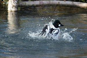 Barrows Goldeneye having a splash photo