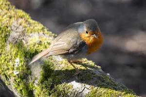 Robin standing on a moss covered branch in the spring sunshine photo