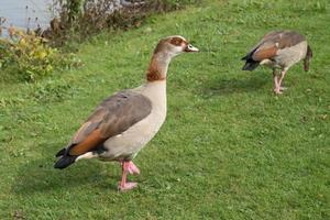 Egyptian Goose  by the lakeside photo