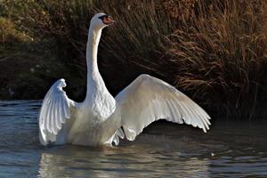 cisne mudo chapoteando en el agua foto