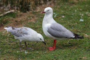 Red-billed Gull parent and juvenile photo