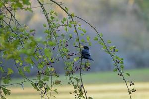 Blackbird in a Hawthorn tree eating berries photo
