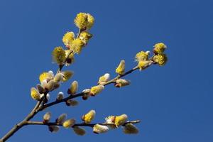 los amentos comunes de color amarillo dorado cetrino son el presagio de la primavera foto