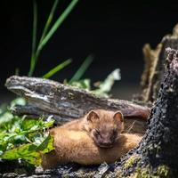 Least Weasel resting photo