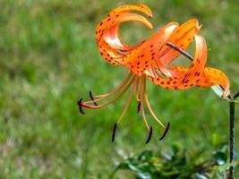 lilium lancifolium floreciendo en un jardín inglés foto