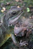 Chinese Water Dragon photo