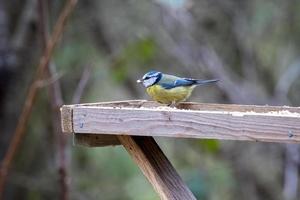 Blue Tit on a wooden table with a seed in its beak photo