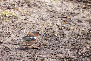 Common Chaffinch eating seed from the ground photo