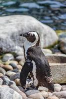 pingüino africano en las rocas foto