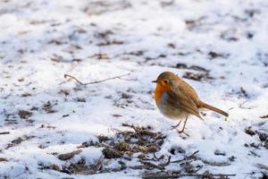 Close-up of an alert Robin standing on a snow covered path photo