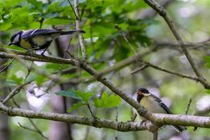 Great Tit fledgling perched in a tree and begging for food from a parent photo