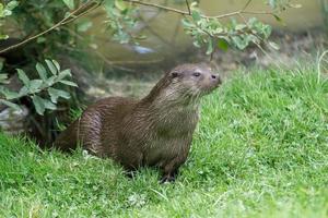 nutria euroasiática al borde del agua foto