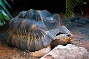 Radiated Tortoise close up