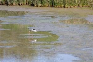 Black winged Stilt, Common Stilt, or Pied Stilt photo