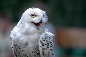 Close up of a Snowy Owl photo