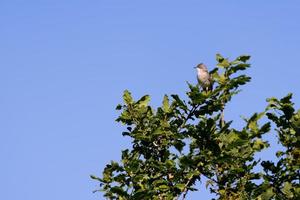 Common Whitethroat perched at the top of a tree in the summer sunshine photo