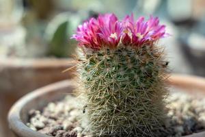 Cactus growing in a terracotta pot with pink flowers photo