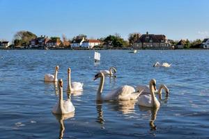 una reunión de cisnes mudos en bosham foto