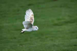 Barn Owl in flight photo