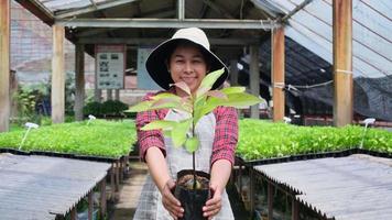 mulher de jardineiro segurando o vaso de planta pequeno e olhando para a câmera em estufa. mulher asiática feliz cuidando de plantas preparadas para venda. video