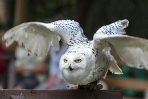 Close up of a Snowy Owl photo