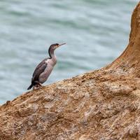 Spotted Shag on a rocky outcrop in New Zealand photo