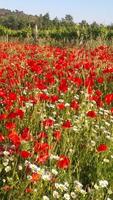 red papaver flower photo