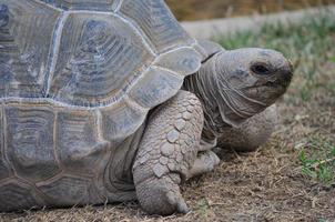 Aldabra giant tortoise reptile animal photo