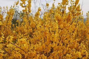 forsythia árbol flor amarilla foto