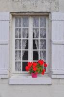 Window with geranium photo