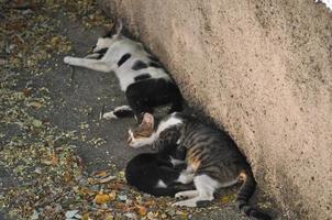 grey tabby cats photo