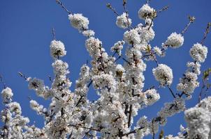 cherry tree flower photo